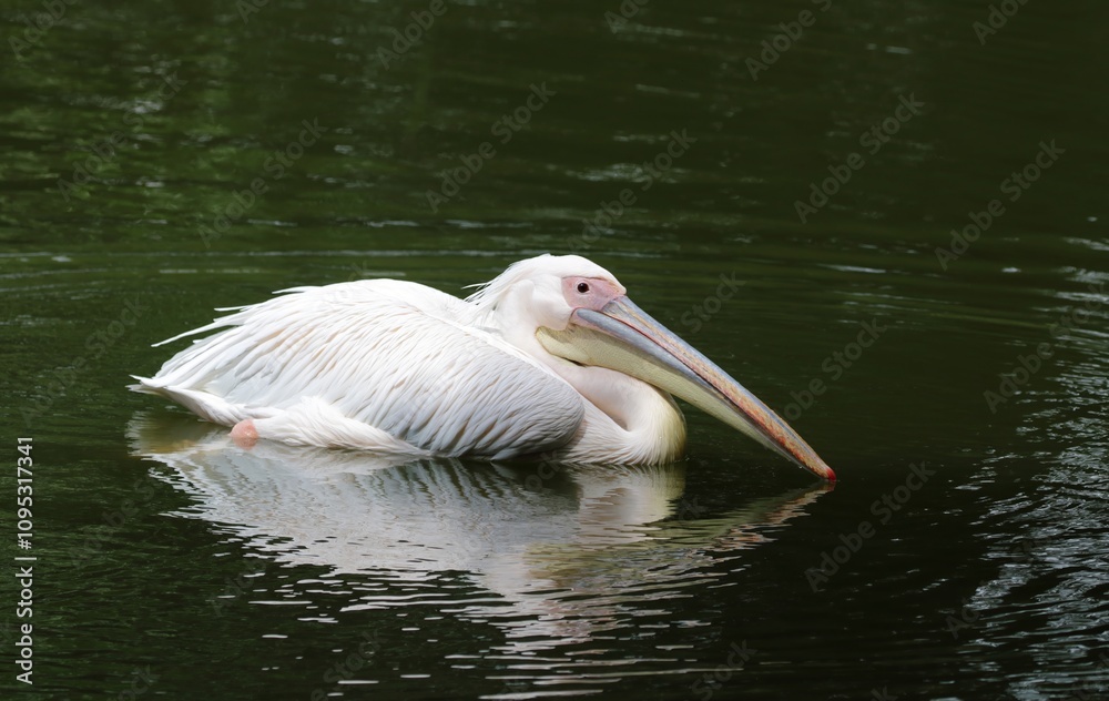 Pelican bird sitting on water.this photo was taken from Bangladesh National Zoo. Pelican bird sitting on water.this photo was taken from Bangladesh National Zoo.