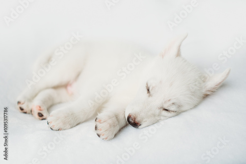 puppy sleeping on a white background