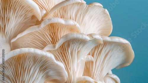 Close-Up of Oyster Mushrooms on a Blue Background