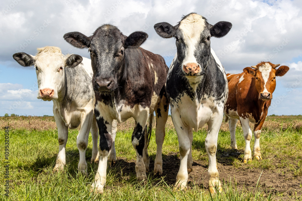 Cows in front row, four black red and white pack together in a field, happy and joyful and a blue cloudy sky, wide view