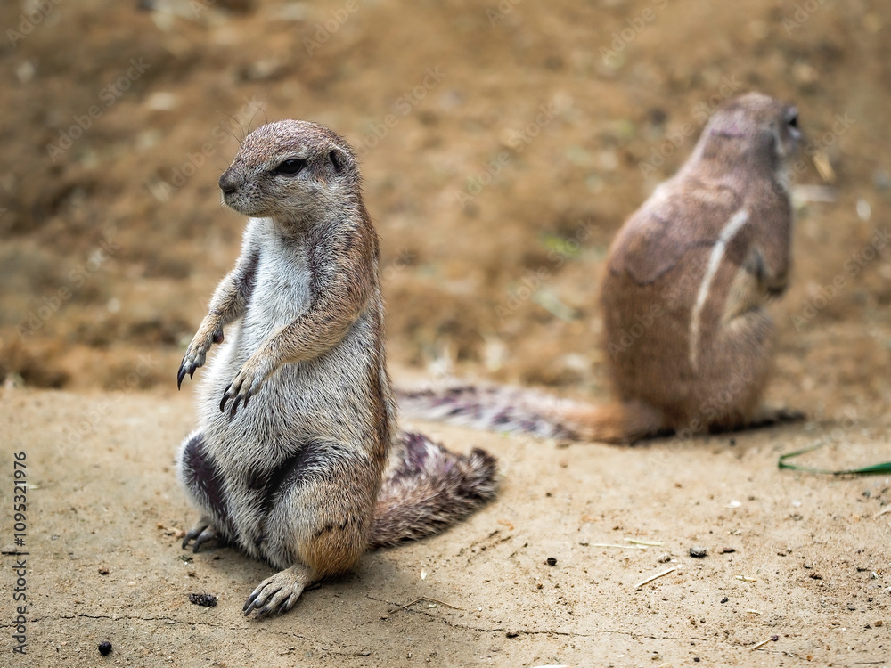 Fototapeta premium suricate