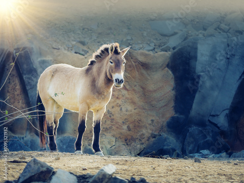 przewalski's horse