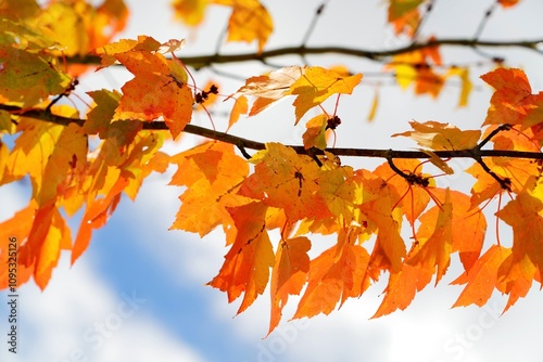 Automne vu du ciel