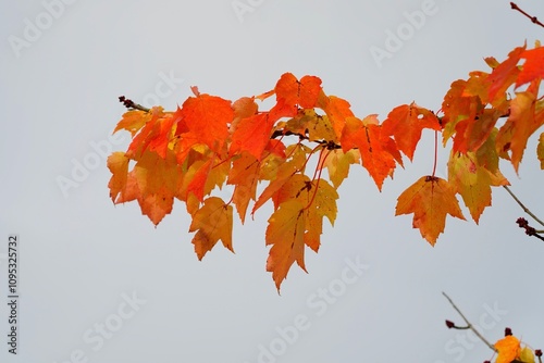 Splendeur de l'automne 