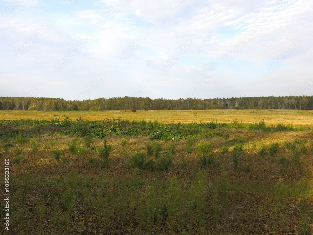 autumn field with dry grass and forest on the horizon autumn field with dry grass and forest on the horizon