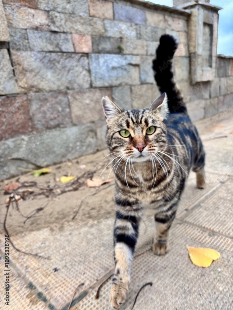 a striped cat on the street a striped cat on the street