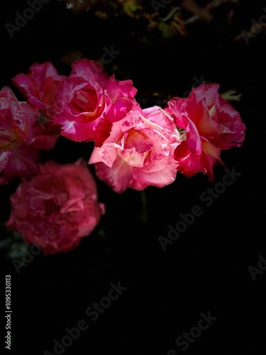 Wallpaper Mural Tar and Roses Torontodigital.ca