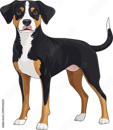 Entlebucher Mountain Dog Vector Illustration Transparent Background