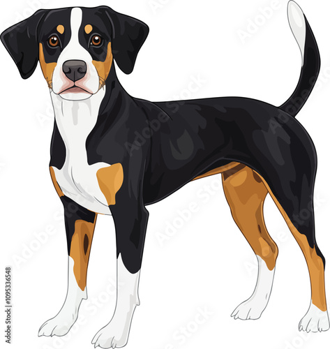 Entlebucher Mountain Dog Vector Illustration Transparent Background