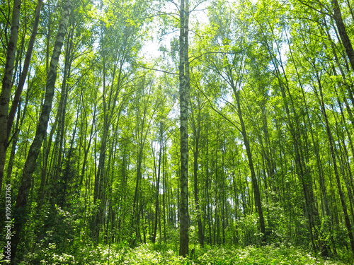 birch grove with green foliage in early spring