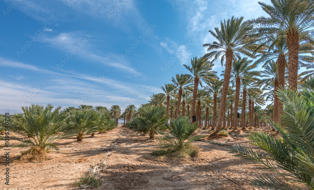 Date palms is ancient plant and famous food crop in Middle East and North Africa, today this farming is important element of advanced and sustainable agriculture, No AI tools were used Date palms is ancient plant and famous food crop in Middle East and North Africa, today this farming is important element of advanced and sustainable agriculture, No AI tools were used