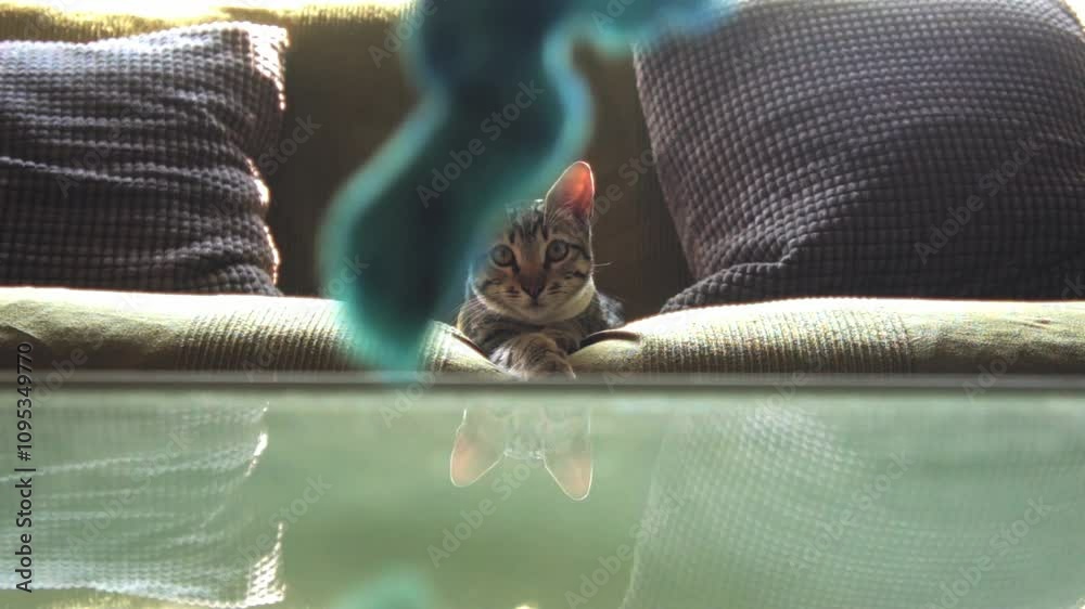 Gato jugando con un peluche