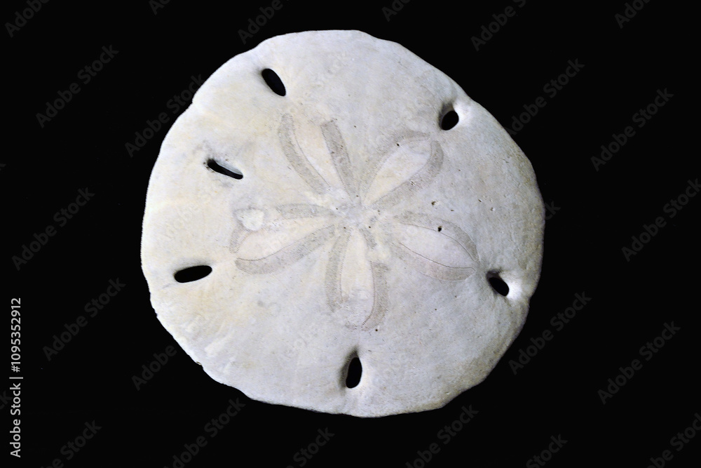 Sand dollar Sand dollar