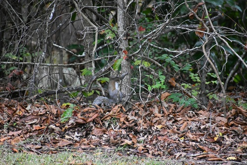 squirrel holding onto tree