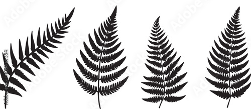 set of fern leaves silhouettes vector