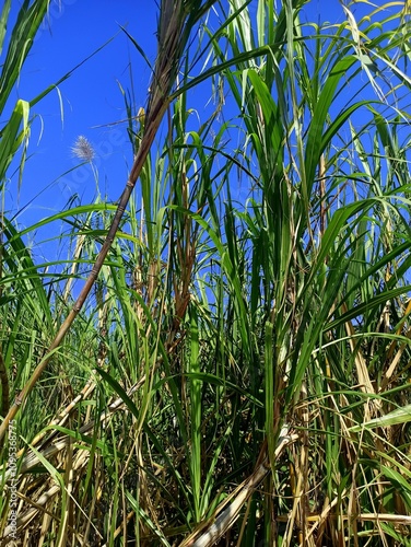 Sugar canes plantation and blue sky, Reunion island. Sugarcanes fields in la Réunion
