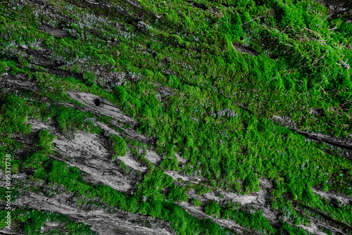natural background eco style green thick soft moss on old forest tree