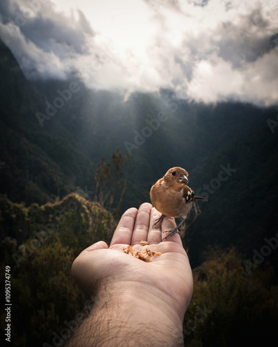 Small bird eating dry fruits from the hand in a valley in Madeira, Portugal