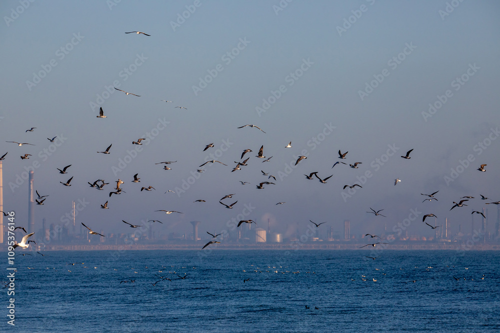 A flock of seagulls flying on the seashore A flock of seagulls flying on the seashore