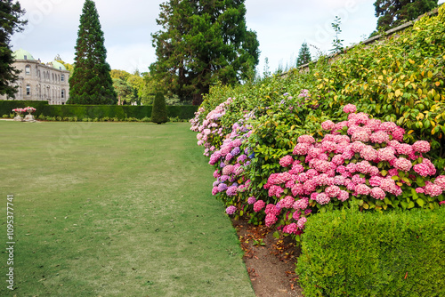 Vibrant Hydrangeas Lining a Walled Garden