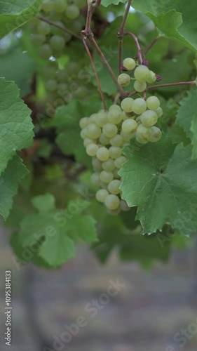 Racimo de uvas blancas rodeado de hojas verdes	
 photo