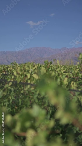 Viñedo verde con montaña de fondo