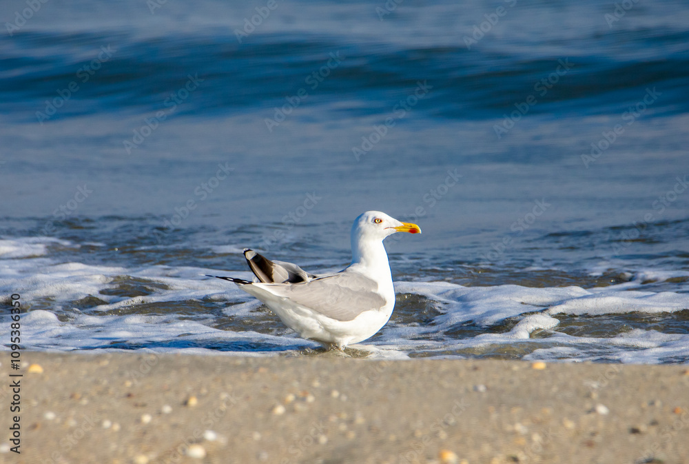 Obraz premium Close-up of a seagull sitting on the seashore