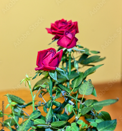 red roses in a pot in the room