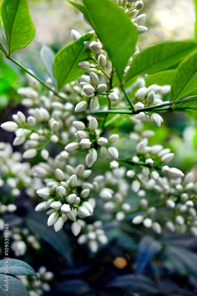 PLANTA NANDINA ARBUSTO FLOR Y FRUTO PLANTA NANDINA ARBUSTO FLOR Y FRUTO