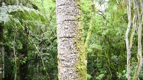 Inside an Araucaria moist forest with an old Araucaria angustifolia tree - Sao Francisco de Paula, South of Brazil