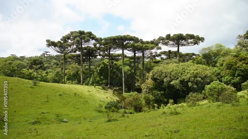 Campos de cima da serra - Brazilian subtropical highlands grasslands in Sao Francisco de Paula (South of Brazil)