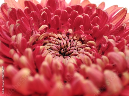 Barbeton daisy: a species of African daisies, its botanical name is Gerbera jamesonii. photo