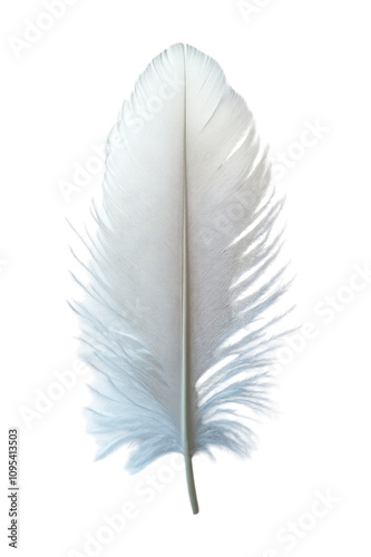 feather isolated on white photo