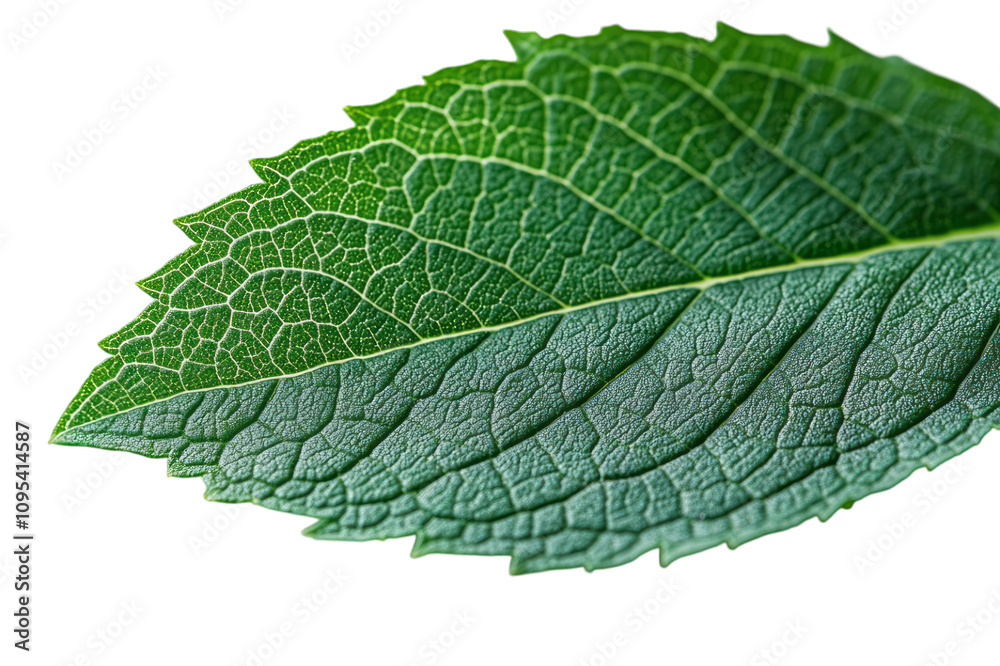 Fototapeta premium A macro view of a single mint leaf edge,