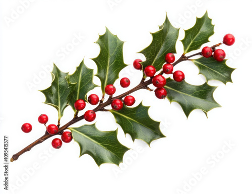 Close-up of holly leaves with red berries on a white background. PNG transparent.