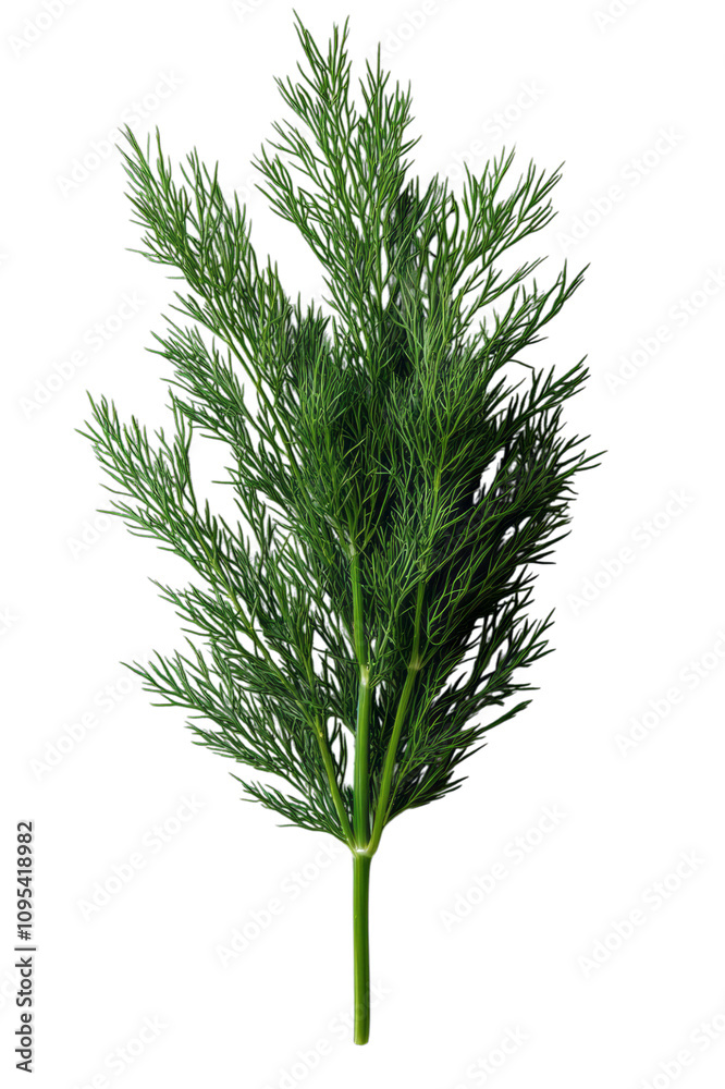 Fototapeta premium An extreme close-up of a single sprig of dill,