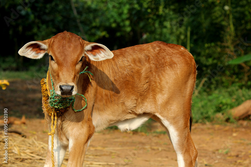 Pretty Little Baby Cow or Calf