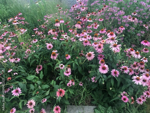 Wallpaper Mural Daisies  Torontodigital.ca