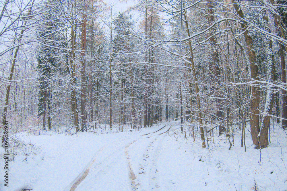 Serene winter forest blanketed in pristine snow, showcasing frosted trees, calm, cold atmosphere, feelings of peace, solitude Serene winter forest blanketed in pristine snow, showcasing frosted trees, calm, cold atmosphere, feelings of peace, solitude