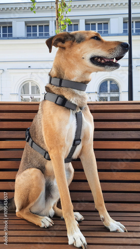 Satisfied mixed breed dog on street of city. Dog lifestyle. Happy life brown white dog ​​smiles in business area of city. Urban pets. Animal  for article, website, blog, ad