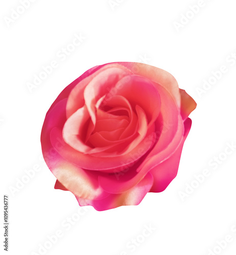 rose flower opening its red petals isolated