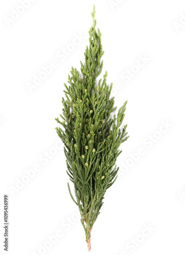 Juniperus thurifera plant, isolated on white  photo