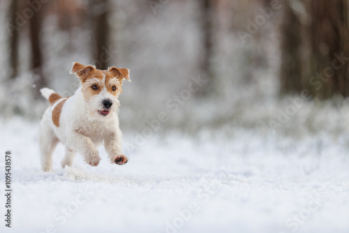 Hunting dog in the forest. Wirehaired Jack Russell Terrier on a walk. Pet runs on white snow in the park. Playing with an animal in nature