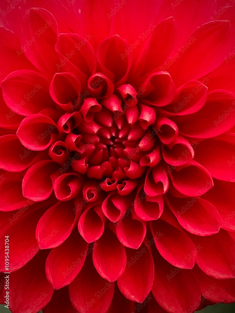red dahlia macro petals red dahlia macro petals