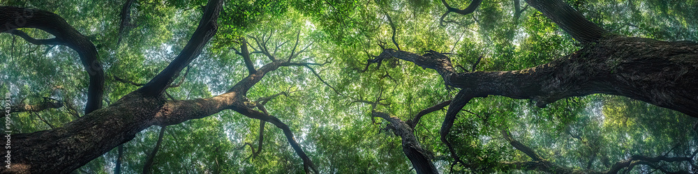 A dense forest is home to towering trees, their branches reaching skywards, intertwining to create a natural canopy of green. A dense forest is home to towering trees, their branches reaching skywards, intertwining to create a natural canopy of green.