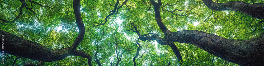 Fototapeta premium A dense forest is home to towering trees, their branches reaching skywards, intertwining to create a natural canopy of green.