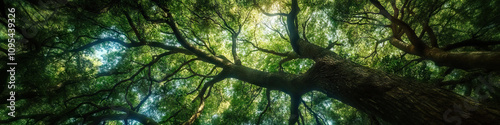 A dense forest is home to towering trees, their branches reaching skywards, intertwining to create a natural canopy of green.