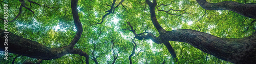 A dense forest is home to towering trees, their branches reaching skywards, intertwining to create a natural canopy of green. photo