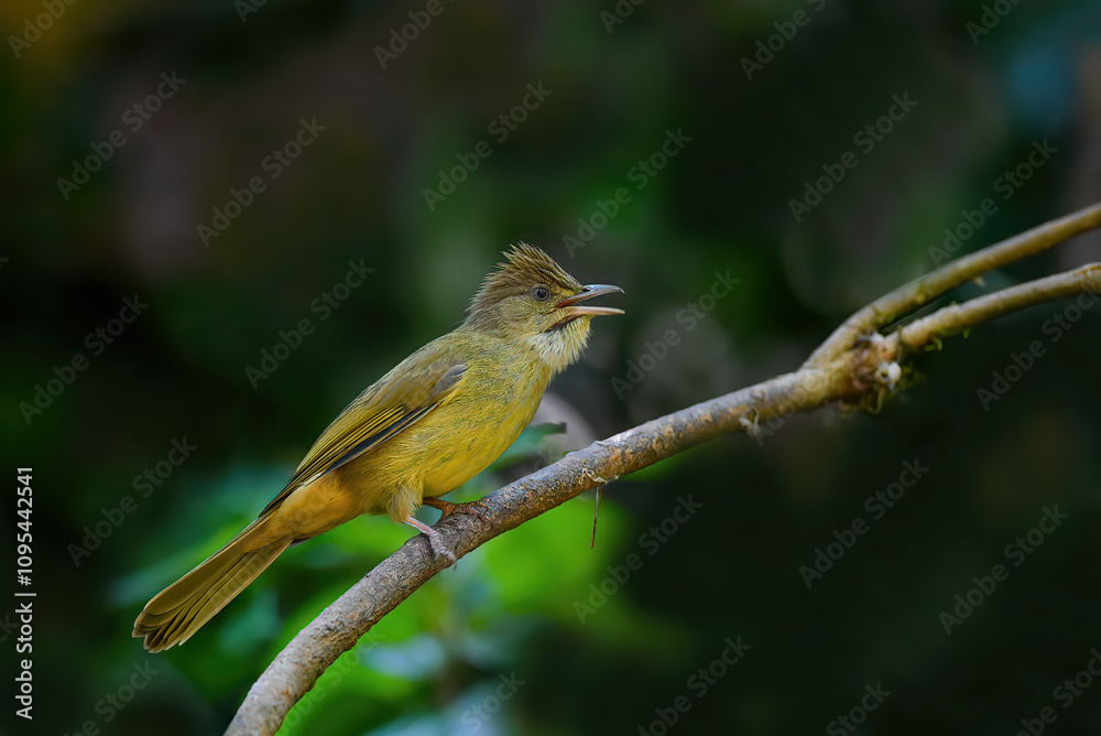 Thailand, bird and wildlife. Ochraceous bulbul on tree branch.