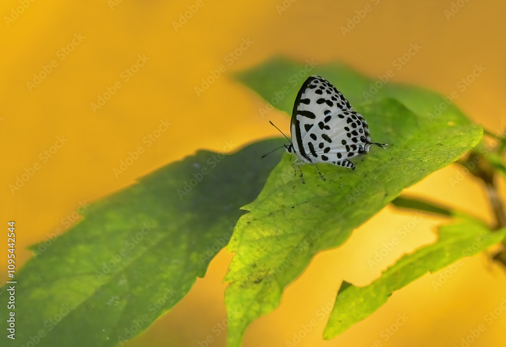 Castalius rosimon, White butterfly with black spots